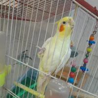 عروس هلندی ومرغ عشق