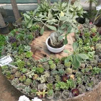 گل و ساکولنت تنوع بالا دونه ای 20 تومان