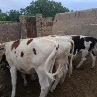 ۵ عدد تلیسه درجه یک نژاد