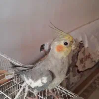 عروس هلندی سخنگو