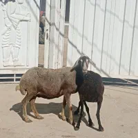 میش جوان ابستن
