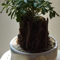 درختچه بونسای طبیعی مخصوص آپارتمان