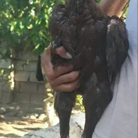 مرغ لاری اصیل اصیل
