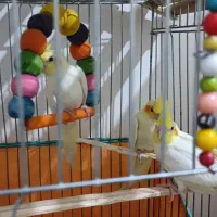عروس هلندی رام