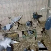 کبوتر