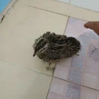 بلدرچین