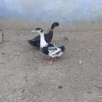 یه جفت اردک ایرانی