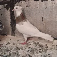 سه عدد کبوتر پرشی و جفتی
