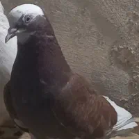 کبوتر