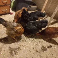 مرغ تخم گذار