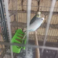 مرغ عشق رنگ خاص