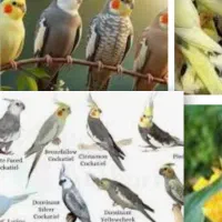 عروس هلندی پیدا شده