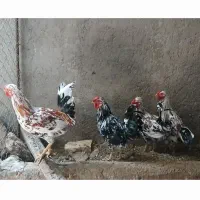 خروس گلین اصل