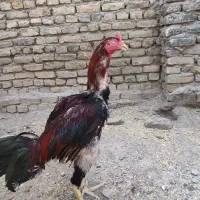لاری|حیوانات مزرعه|مشهد, پایگاه شکاری|دیوار