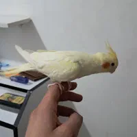 عروس هلندی لوتینو و مرواریدی نر