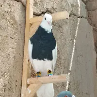 کبوتر طوقی