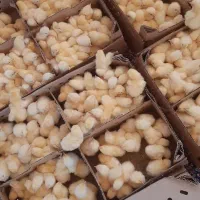 جوجه گوشتی راس