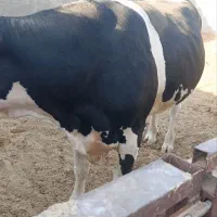 دو راس گوساله نر چاق حدود۵۰۰الی۶۰۰کیلو