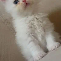 گربه