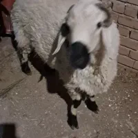 بره نر
