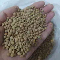 ماش