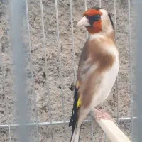 سهره جفتی سه ساله
