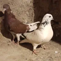 نر ماده