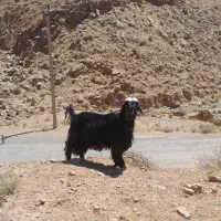 بعده   تیشتر  به فروش می‌رسد