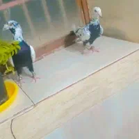 کفتر