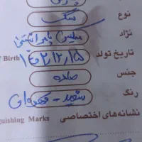 سک پاکوتاه جفت