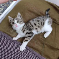 واگذار میگردد