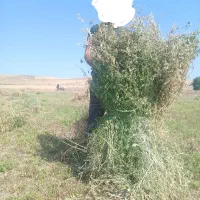 یونجه پشه دورا