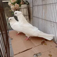 کبوتر سفید اراکی چشم و نوک سفید ،شازده خال سرور