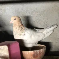 سینه سیاه سینه هفت رنگ