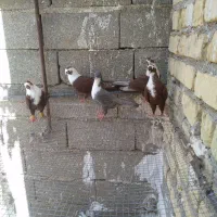 کبوتر کفتر مخمل *فیروزآباد فارس *