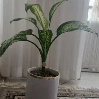 گل دیفن و شامادورا