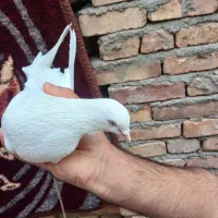 کبوتر|پرنده|مرند, |دیوار