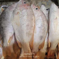 سرخو اصلی