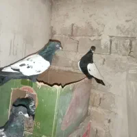 کبوتر|پرنده|ملک‌آباد, |دیوار