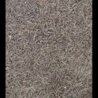 زیره اصل کوهی درجه یک