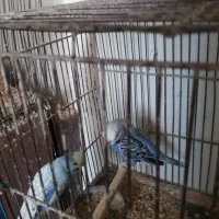 پرنده مرغ عشق فنچ عروس هلندی