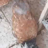 ۲ عدد مرغ وخروس سلطان ۵ ماهه