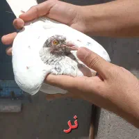 نروماده کارل میولمنز