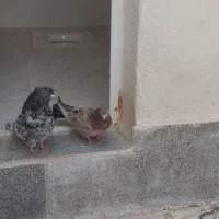 کفتر سرور دهن جور