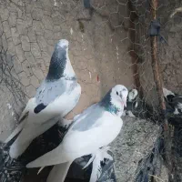 کورکورو