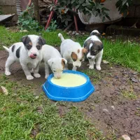 ۵ عدد توله الابای اماده برکت