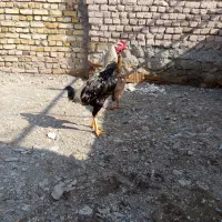 تخم مرغ لاری