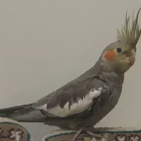 عروس هلندی