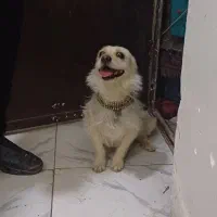 سگ پاکوتاه