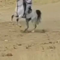 اسب|اسب و تجهیزات اسب‌سواری|کرمانشاه, |دیوار